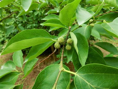 柘木|柘（桑科橙桑属植物）